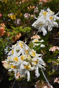 Azalea Schneegold